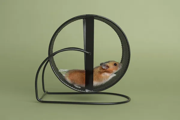 Im Hamsterrad - wenn das Leben zu Schnell Wird
